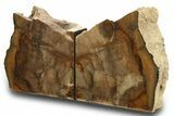 Petrified Wood (Oak) Bookends - Oregon #274841-1